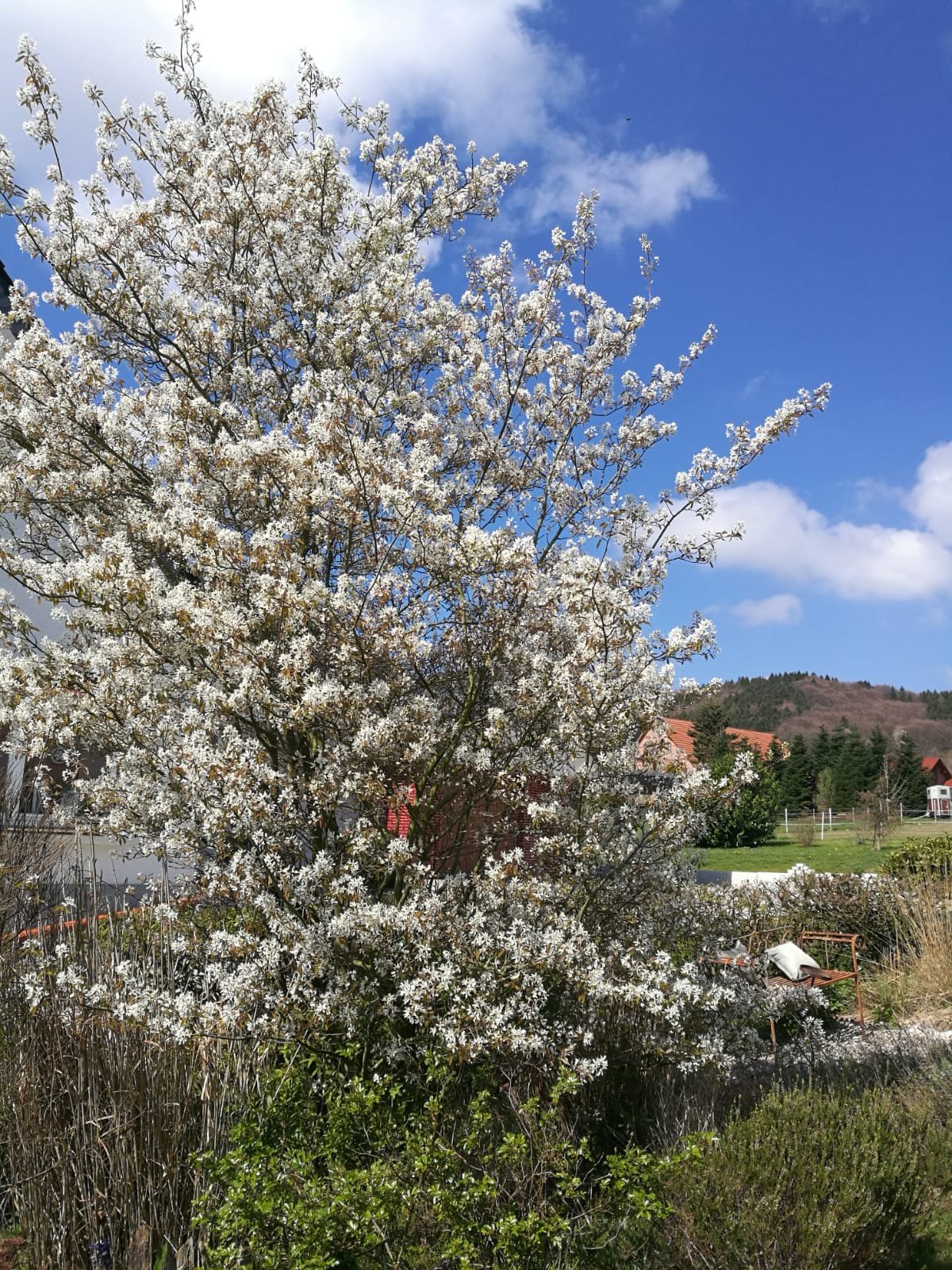 Frühlingsblüte vor weitem Himmel