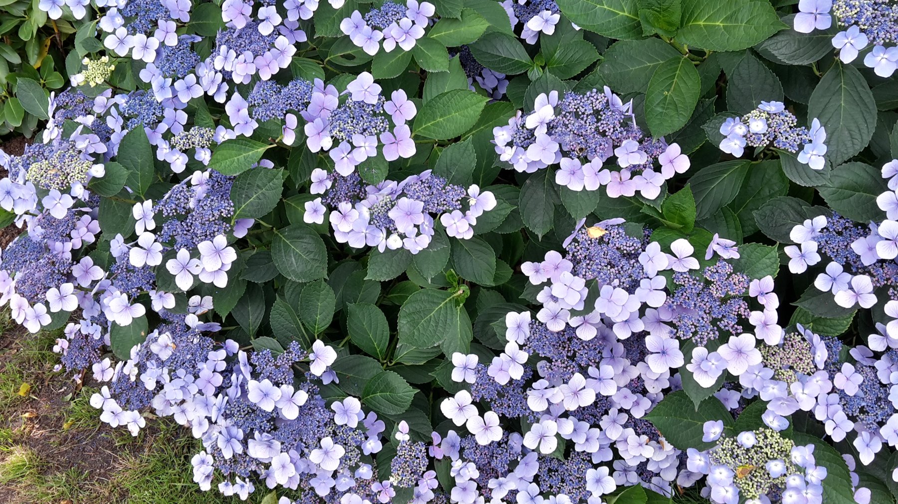 Blaue Hortensien in voller Blüte