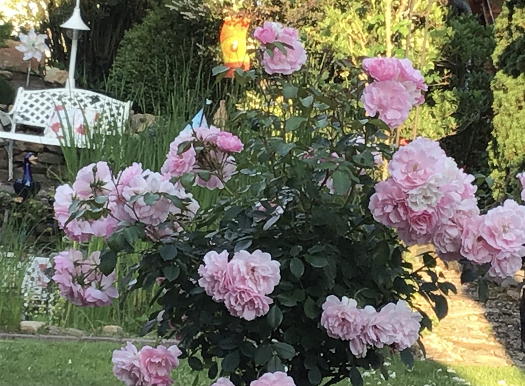 Rosa Rosen im Sonnenlicht