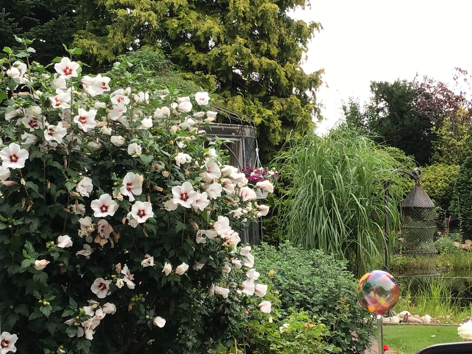Rosenblüte am Gartenteich