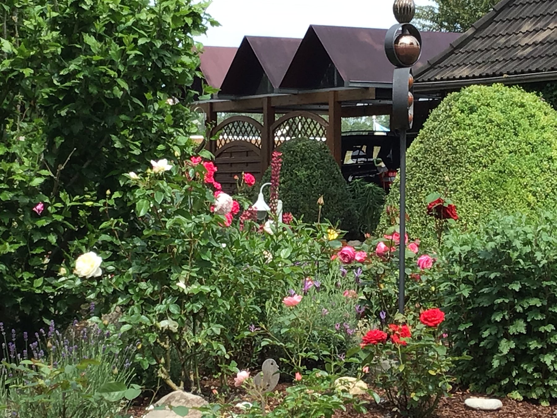 Rote und weiße Rosen in voller Blüte