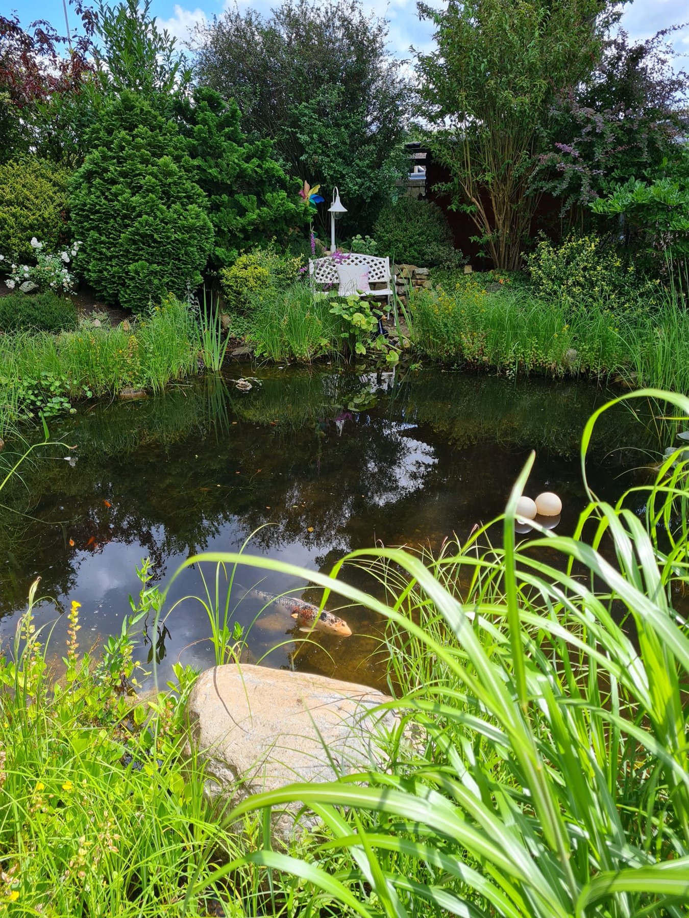 Schwan zwischen Seerosen am Gartenteich