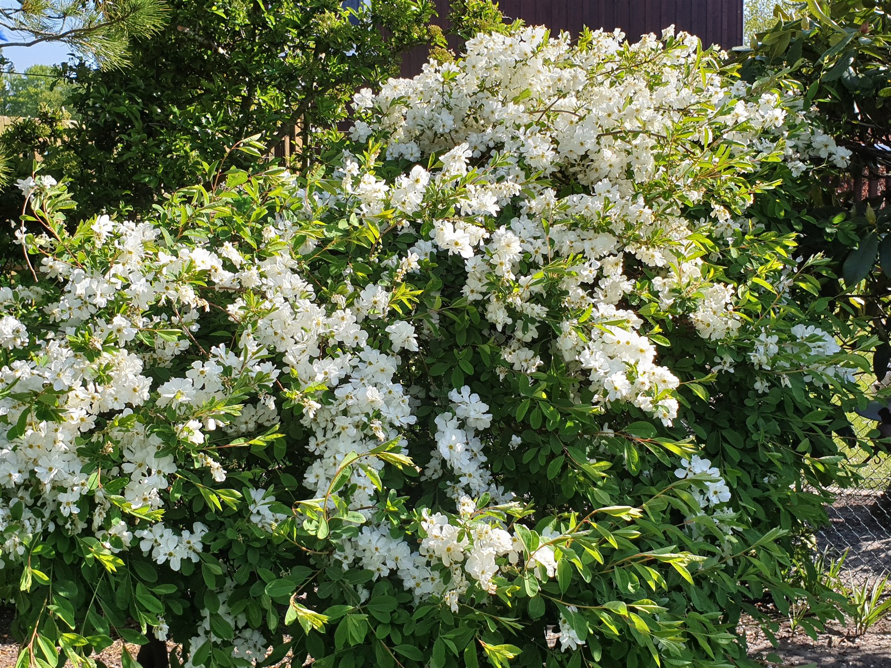 Weiße Hortensienblüte im Garten